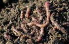 Выращивание калифорнийских червей — рентабельный бизнес и сохранение экологии планеты Заработок на разведении червей